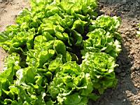 Laitue 2 (Photo F. Mrugala)